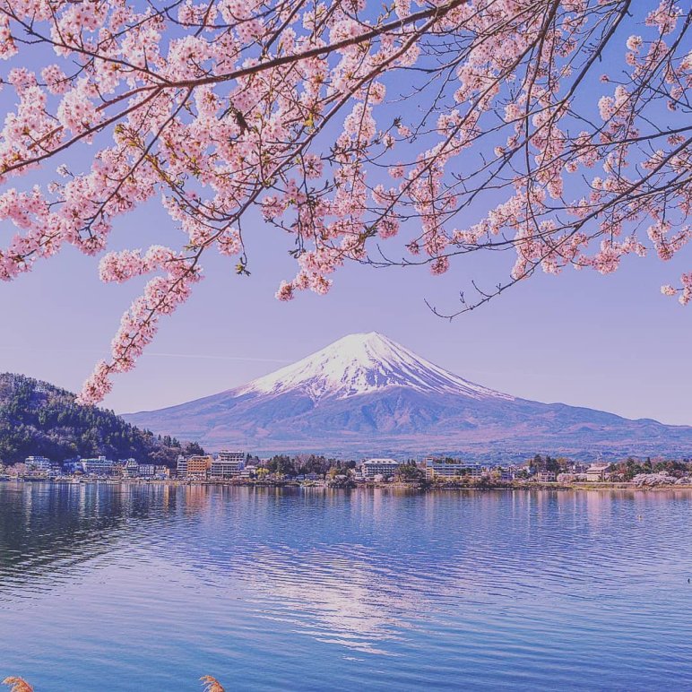 Mount Fuji with cherry blossoms – experience Japan while learning Japanese